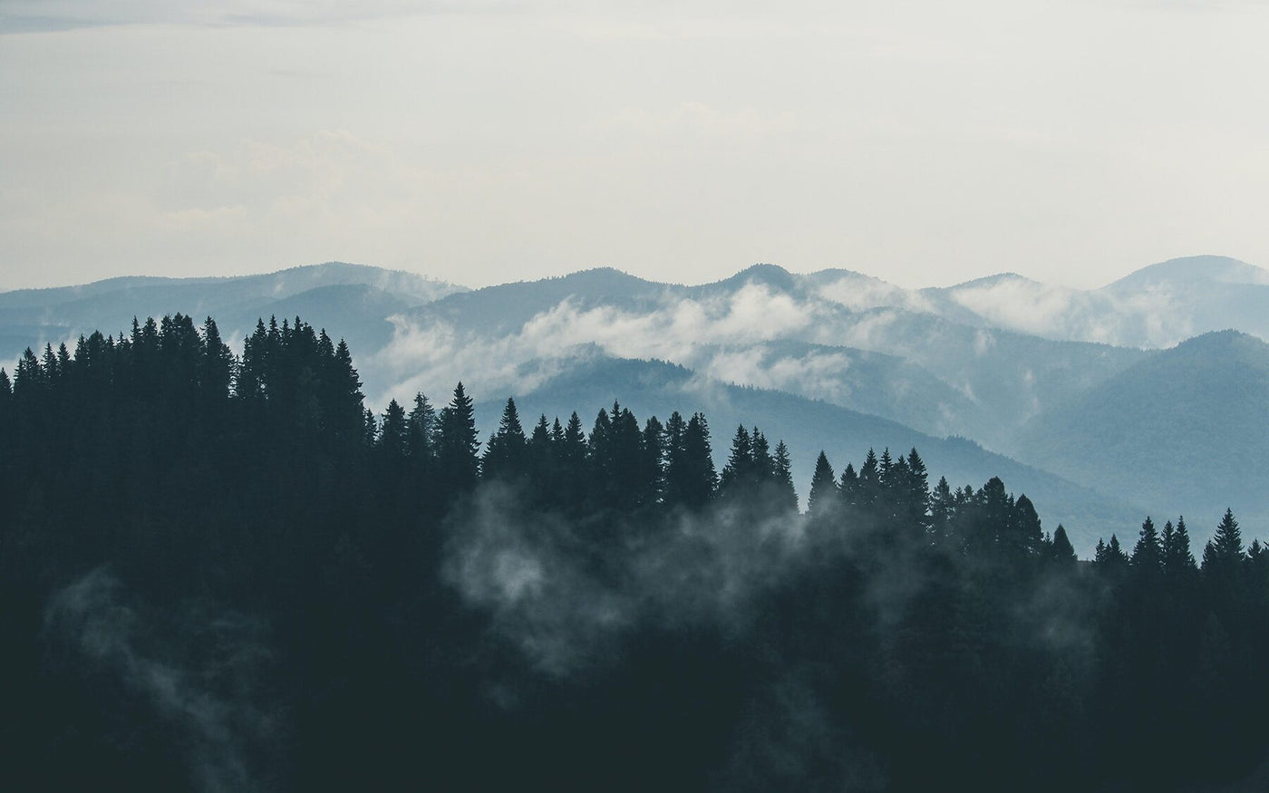 Berglandschaft mit Wald im Morgennebel
