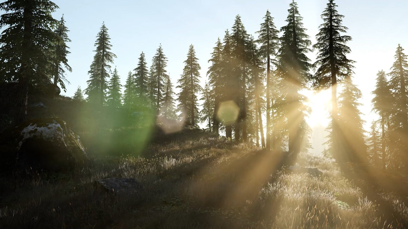 Sonnenstrahlen zwischen Nadelbäumen im Bergwald